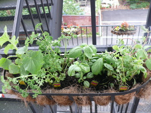 Herb garden "after" - banana peppers (okay fine that's not an herb), basil, mint, and parsley