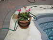 Garden hose with short splice of soaker hose placed over flower pot.