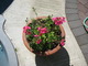 Flower pot with petunias.
